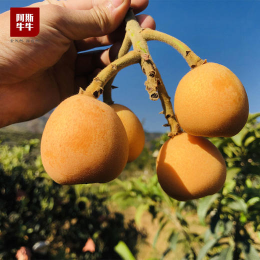 【牛牛精选】石棉五星大枇杷，果农直发！皮薄肉多，清甜多汁！ 商品图1