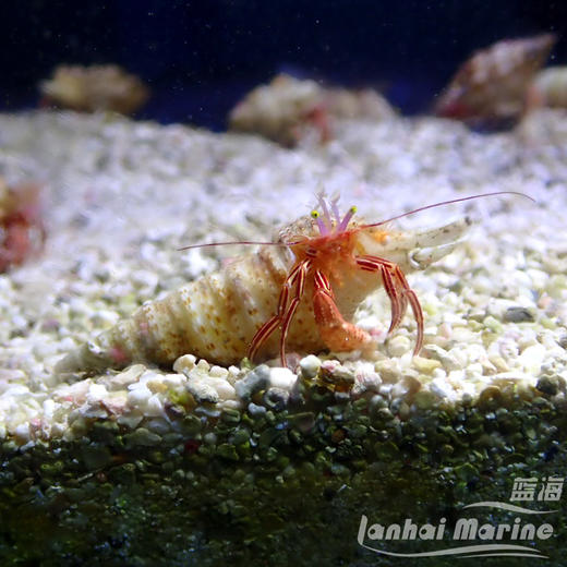 红糖果寄居蟹 商品图1