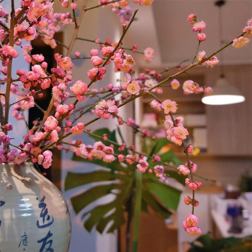 春梅1扎 商品图1