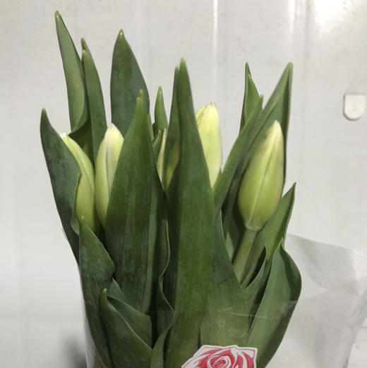 郁金香.兰卡白（花头小） 商品图0