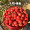 攀枝花现摘沙瓤自然熟西红柿 番茄新鲜水果不催熟农家5斤8斤西红柿 商品缩略图7