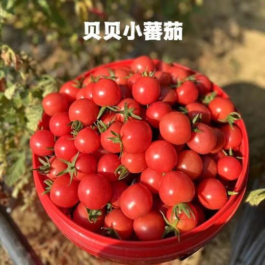 攀枝花现摘沙瓤自然熟西红柿 番茄新鲜水果不催熟农家5斤8斤西红柿 商品图7
