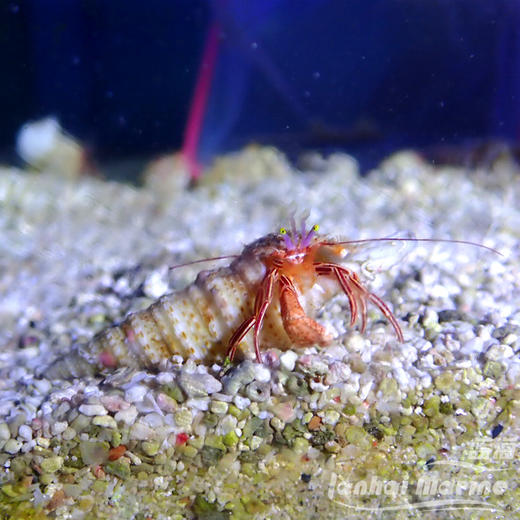 红糖果寄居蟹 商品图5