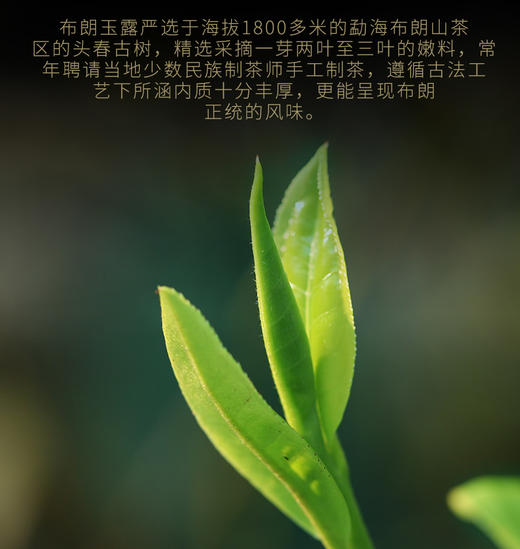 吉顺号普洱茶云南七子饼勐海早春古树茶布朗山生茶饼357g 商品图5