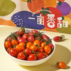 四色小番茄 四拼小番茄 3斤家庭/彩箱 4斤礼盒装【顺丰包邮】 商品缩略图2