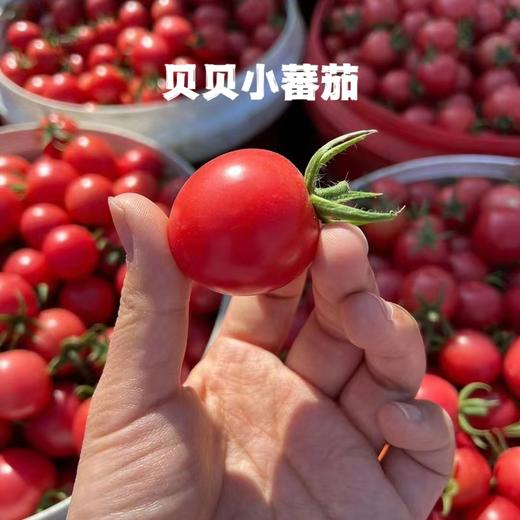 攀枝花现摘沙瓤自然熟西红柿 番茄新鲜水果不催熟农家5斤8斤西红柿 商品图6