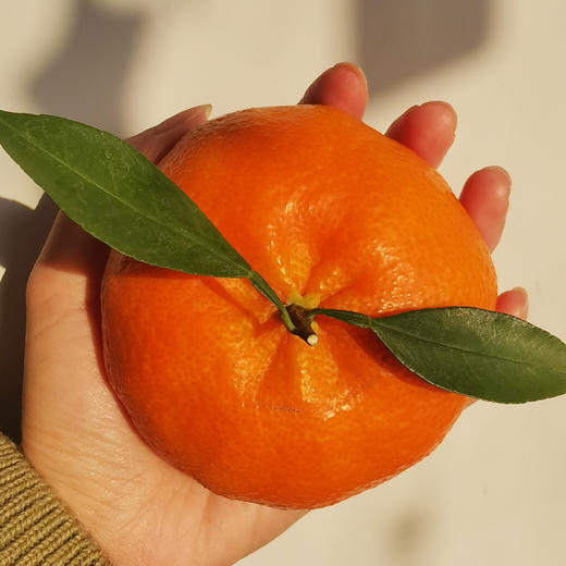 象山甘平 日本论个卖的高档柑橘 颜值高又美味 商品图1