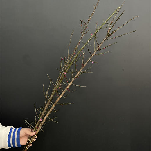 春梅1扎 商品图8