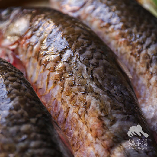 生态鲫鱼 | 合作生产 * Eco-crucian carp | Coproduction 商品图3