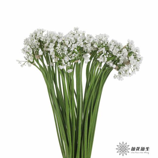 荷兰花材 | 葱花白雪公主 Neapolitanum Spray White 商品图4