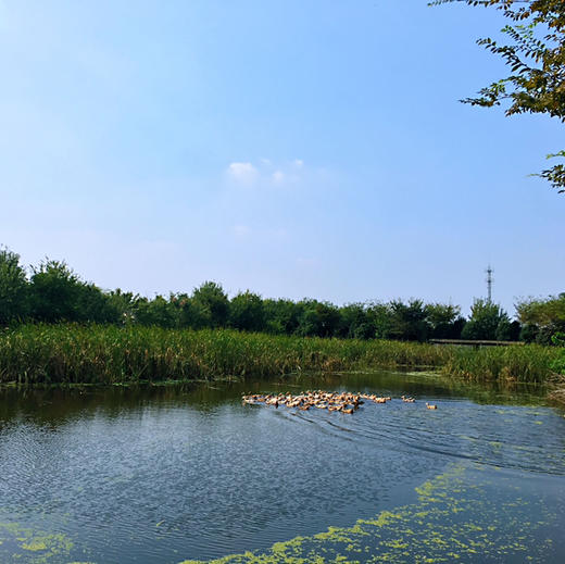 花间村散养4年全净膛老鸭 商品图2