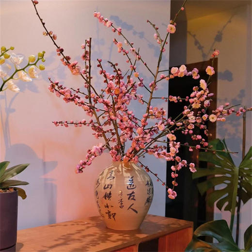 春梅1扎 商品图2