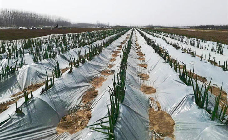 山东潍坊小拱棚葱