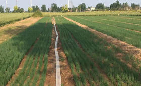 大葱育苗难不难?没有育苗经验能育苗吗?