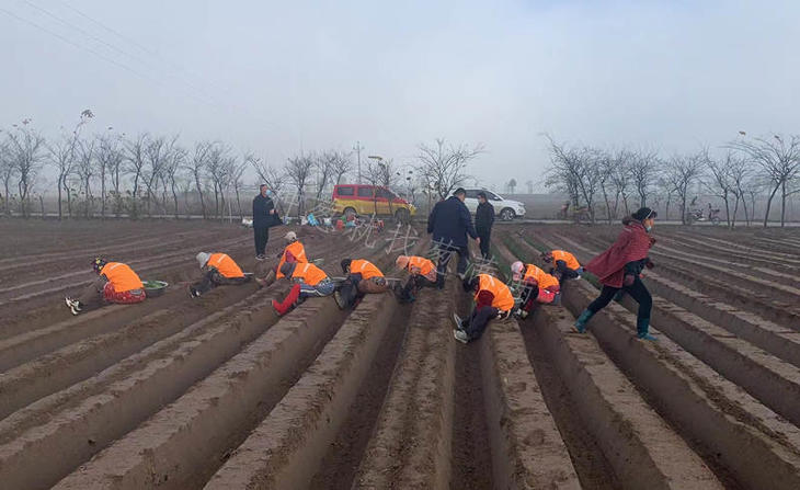 葱满满基地人工移栽