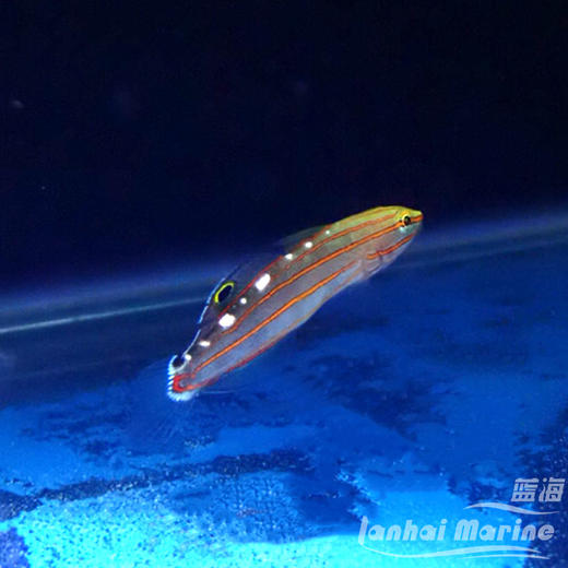 红线香蕉虾虎 商品图5