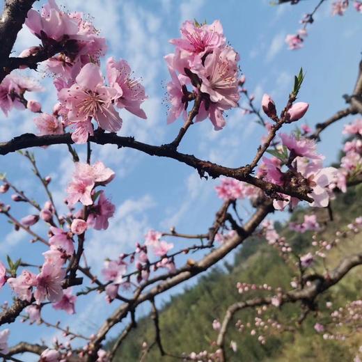 3.14出发【广西】海洋乡桃花、油菜花高铁2天摄影团 商品图4