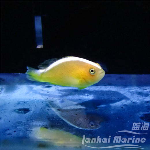 人工金线小丑 商品图1