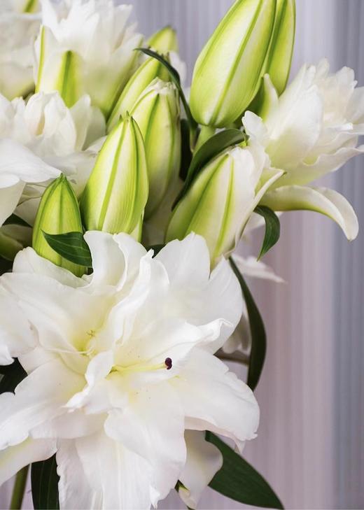 【周四秒杀】日本重瓣百合2枝49.8元 商品图1