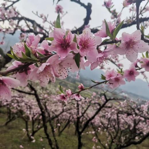 3.14出发【广西】海洋乡桃花、油菜花高铁2天摄影团 商品图2