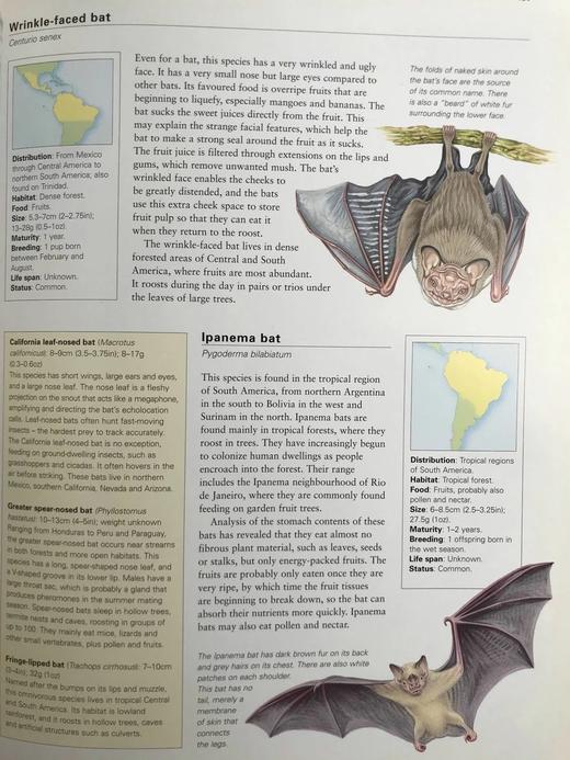 美国动物图解百科全书 900余幅彩色插图 精装大16开 商品图7
