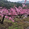 3.14出发【广西】海洋乡桃花、油菜花高铁2天摄影团 商品缩略图0