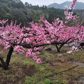 3.14出发【广西】海洋乡桃花、油菜花高铁2天摄影团