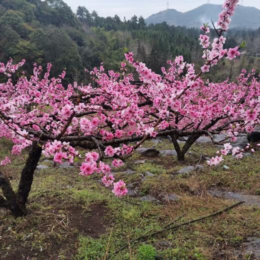 3.14出发【广西】海洋乡桃花、油菜花高铁2天摄影团 商品图0