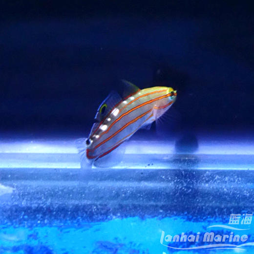 红线香蕉虾虎 商品图2