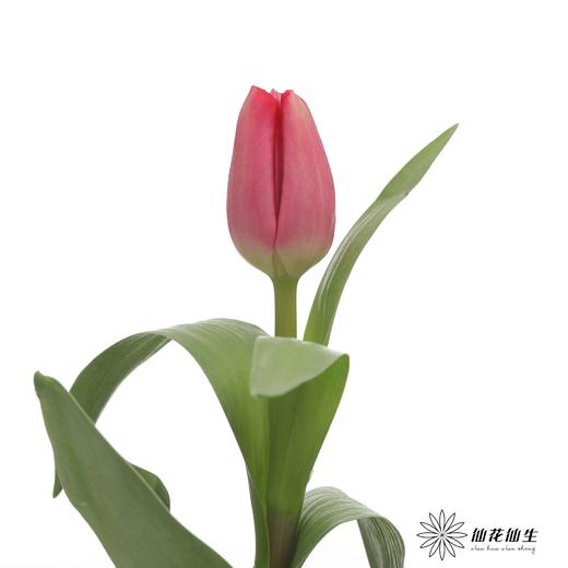 国产郁金香｜朱雀 商品图4