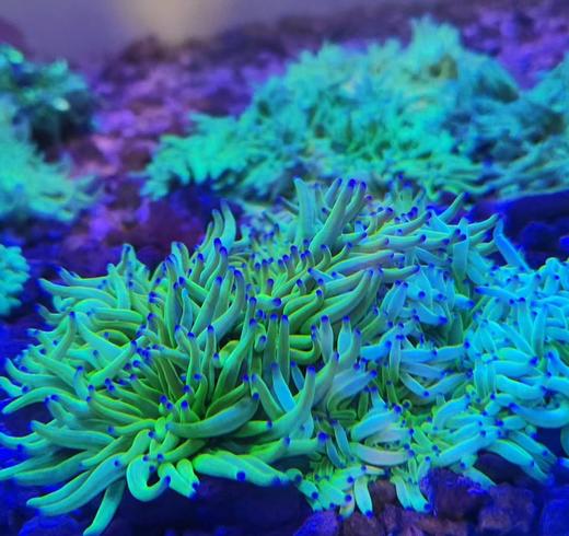 红肚海葵 商品图1