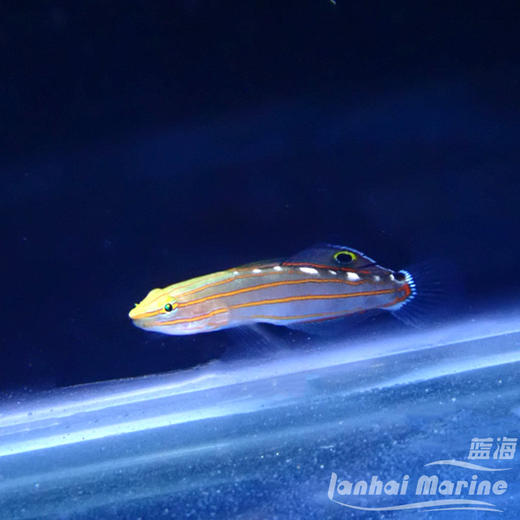 红线香蕉虾虎 商品图1