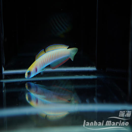 斑节喷射机 商品图1