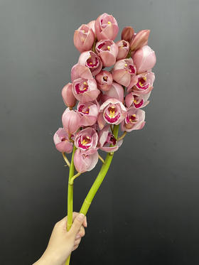 蕙兰 水蜜桃 一支