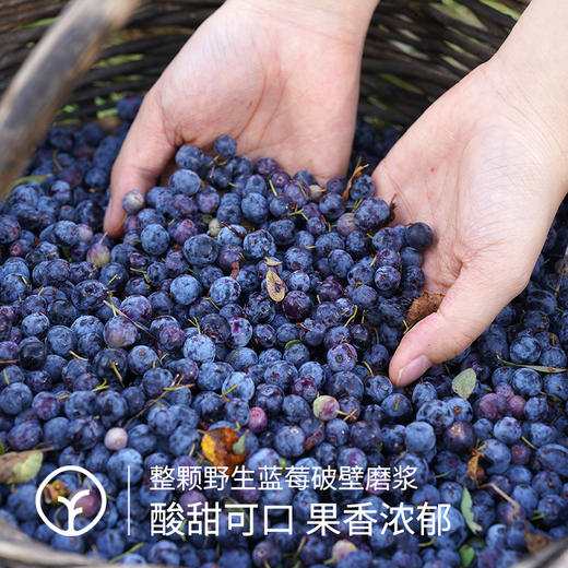 【限时活动:买多更省】小兴安岭 √有机野生蓝莓原浆丨富含花青素 抗氧化，保护视力 商品图4