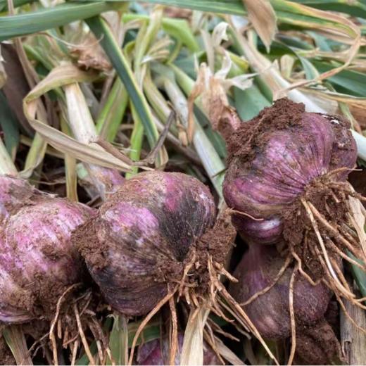 云南紫皮多瓣蒜（新鲜大蒜） 商品图6