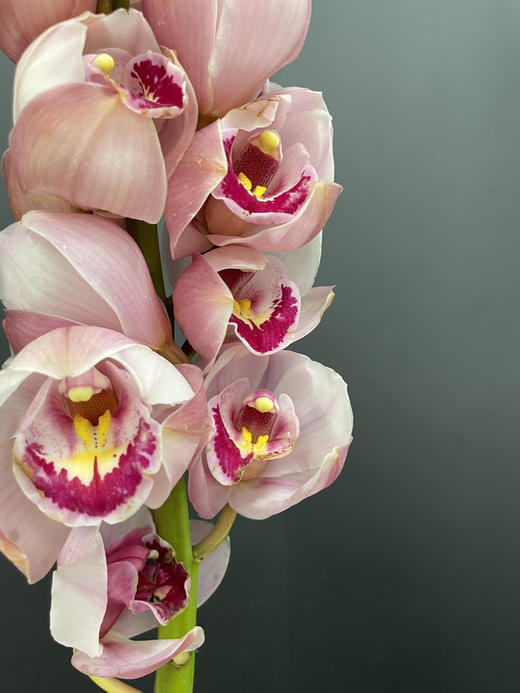 蕙兰 水蜜桃 一支 商品图4