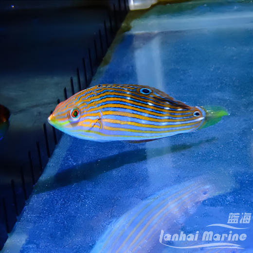 八线龙 母（除蚓螺） 商品图3