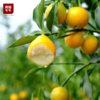 【爆汁糖衣炮弹】脆蜜金桔，果肉丰盈厚实，果皮清甜不麻口，吉祥如意幸福果 商品缩略图1