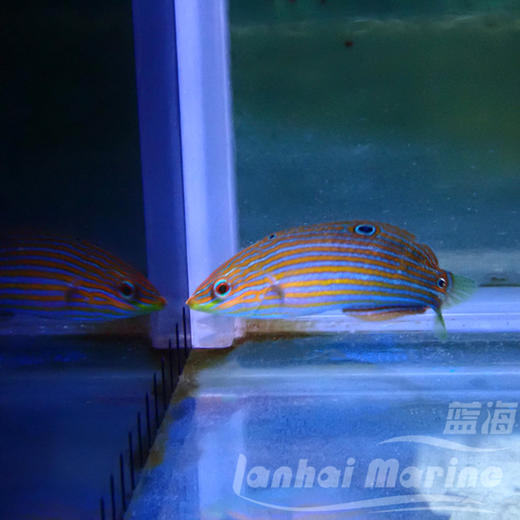 八线龙 母（除蚓螺） 商品图2