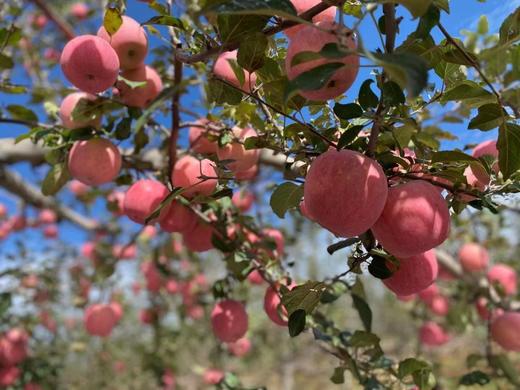 【宋大叔精选】陕西洛川纸袋红富士多规格包装  申通包邮 商品图6