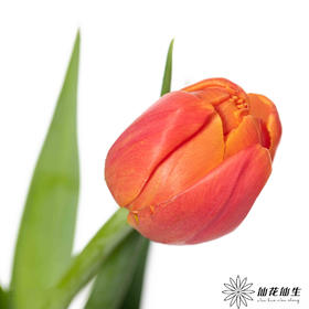 国产郁金香 | 香橙挞