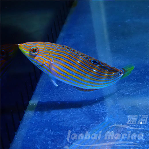 八线龙 母（除蚓螺） 商品图1