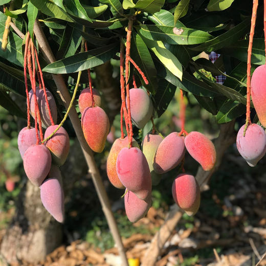 海南树上熟贵妃芒礼盒装 时令小芒果 香甜浓郁 京东发货 商品图7