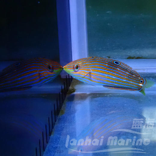 八线龙 母（除蚓螺） 商品图4