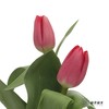 国产郁金香｜朱雀 商品缩略图2
