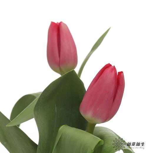 国产郁金香｜朱雀 商品图2