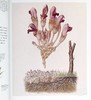 【中商原版】植物科学 The Science of Plants 英文原版 DK 百科 科学 生物 科普 通识 树木 花卉 商品缩略图9