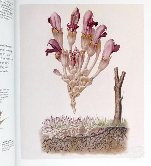 【中商原版】植物科学 The Science of Plants 英文原版 DK 百科 科学 生物 科普 通识 树木 花卉 商品图9