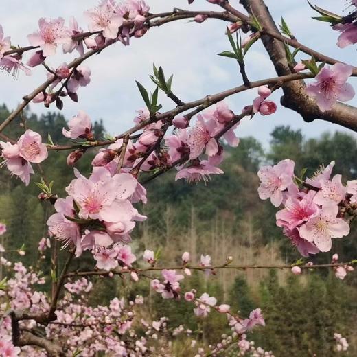 3.14出发【广西】海洋乡桃花、油菜花高铁2天摄影团 商品图3